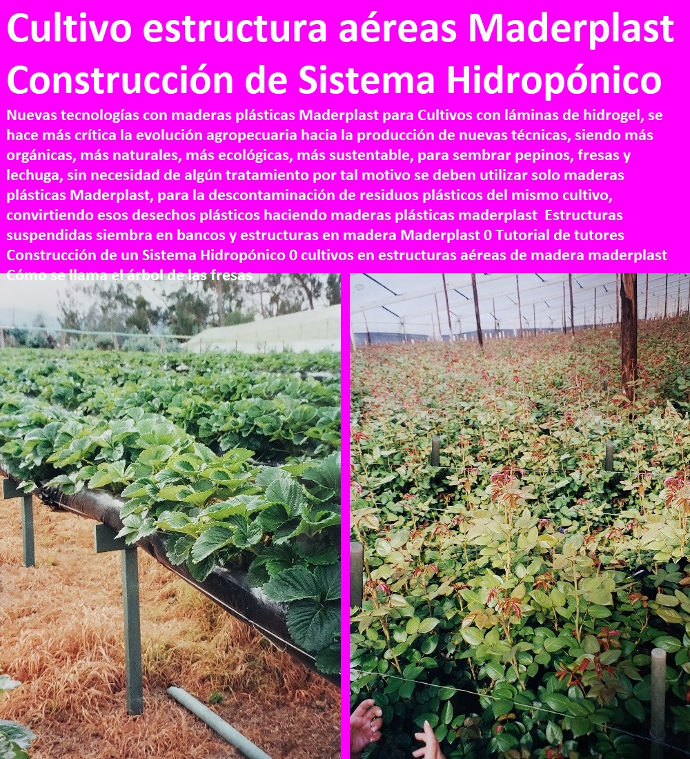 Estructuras suspendidas siembra en bancos y estructuras en madera Maderplast 0 Tutorial de tutores Construcción de un Sistema Hidropónico 0 cultivos en estructuras aéreas de madera maderplast Cómo se llama el árbol de las fresas Estructuras suspendidas siembra en bancos y estructuras en madera Maderplast 0 Tutorial de tutores CULTIVOS TECNIFICADOS, INVERNADEROS, Semilleros, Bancos De Siembra, Hidroponía, Agricultura, Cosecha, Poscosecha, Tutores para Flores cable vía Bananas Aromáticas, Construcción de un Sistema Hidropónico 0 cultivos en estructuras aéreas de madera maderplast Cómo se llama el árbol de las fresas